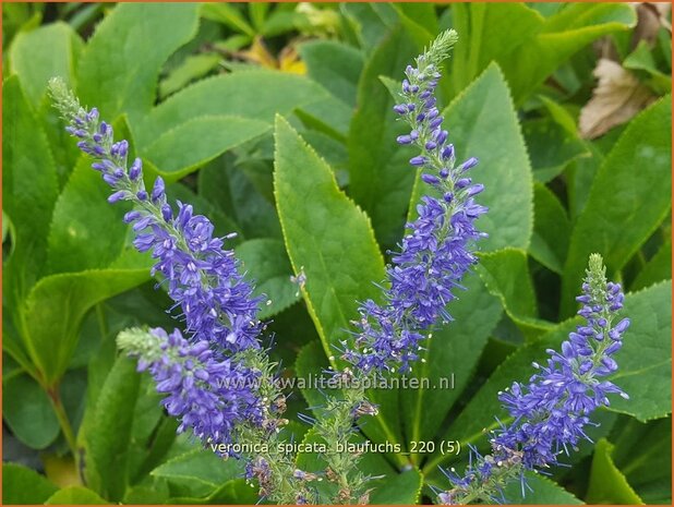 Veronica spicata 'Blaufuchs' | Aarereprijs, Ereprijs | Ähren-Ehrenpreis