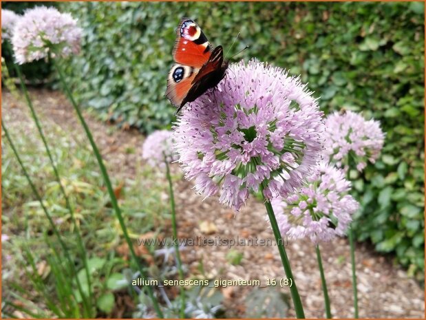 Allium senescens 'Giganteum' | Sierui, Look | Berg-Lauch | German Garlic