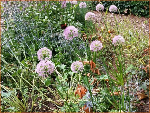 Allium senescens 'Giganteum' | Sierui, Look | Berg-Lauch | German Garlic