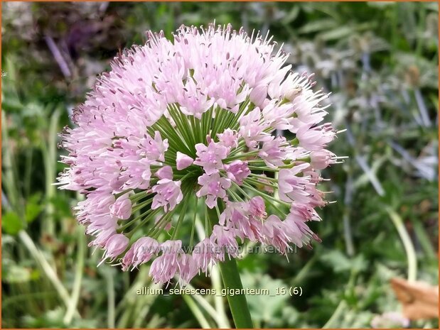 Allium senescens 'Giganteum' | Sierui, Look | Berg-Lauch | German Garlic