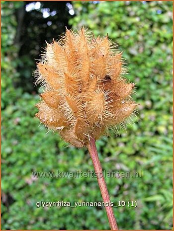 Glycyrrhiza yunnanensis | Chinees zoethout, Zoethout | Chinesisches Süßholz | Yunnan Licorice