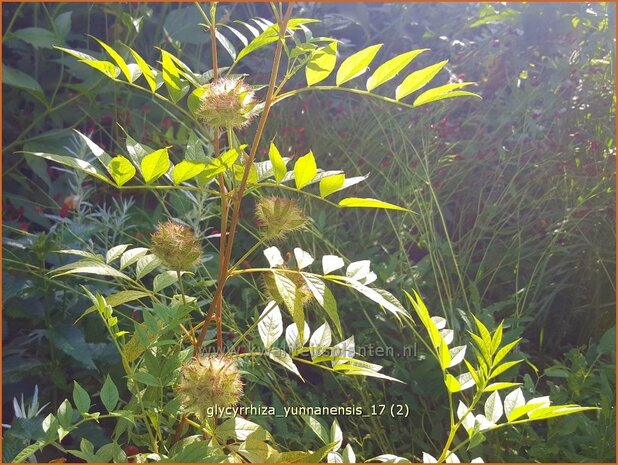 Glycyrrhiza yunnanensis | Chinees zoethout, Zoethout | Chinesisches Süßholz | Yunnan Licorice