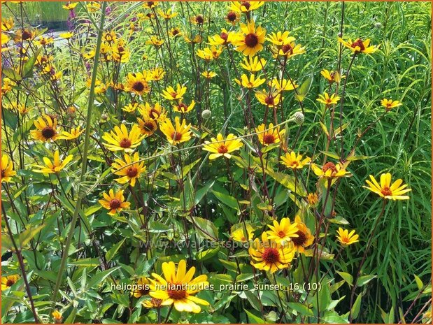 Heliopsis helianthoides 'Prairie Sunset' | Zonneoog | Gewöhnliches Sonnenauge | Rough Heliopsis