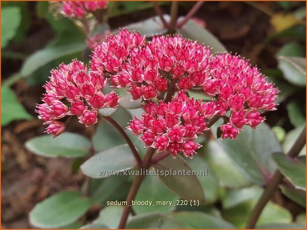 Sedum 'Bloody Mary' | Hemelsleutel, Vetkruid | Fettblatt | Stonecrop