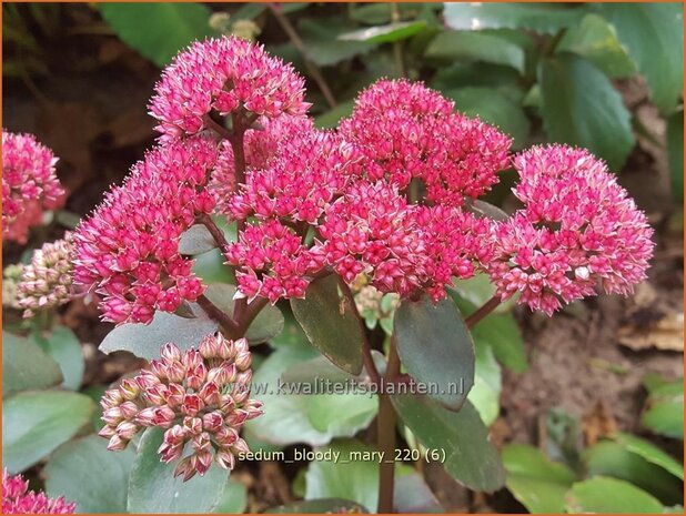 Sedum 'Bloody Mary' | Hemelsleutel, Vetkruid | Fettblatt | Stonecrop