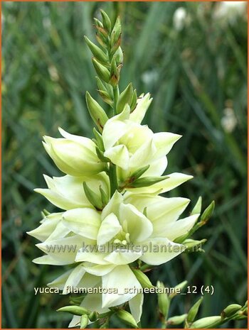 Yucca filamentosa 'Schneetanne' | Vezelpalmlelie, Vezelyucca, Palmlelie | Fädige Palmlilie | Spoonleaf Yucca