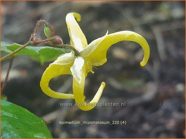 Epimedium rhizomatosum | Elfenbloem | Elfenblume | Barrenwort