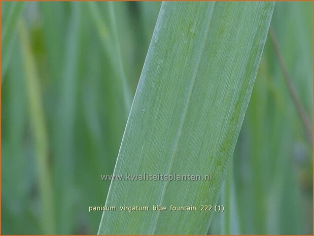 Panicum virgatum 'Blue Fountain' | Vingergras, Parelgierst | Rutenhirse | Wand Panic Grass