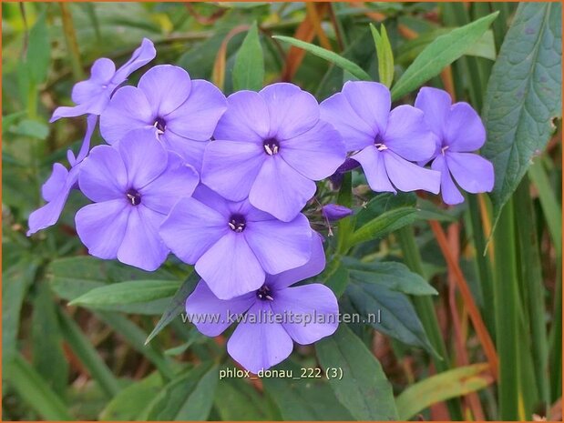 Phlox 'Donau' | Hoge vlambloem, Vlambloem, Flox, Floks | Hohe Flammenblume | Border Phlox