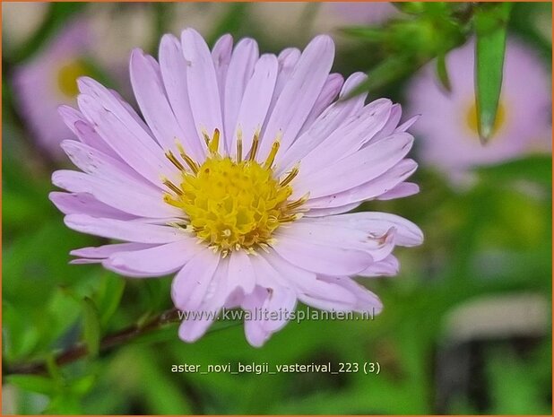 Aster 'Vasterival' | Aster | Aster | Aster