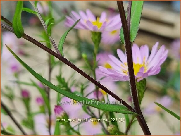 Aster 'Vasterival' | Aster | Aster | Aster