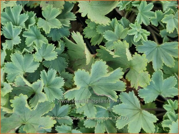 Alchemilla taurica 'Gümüshane' | Vrouwenmantel | Frauenmantel | Lady's Mantle