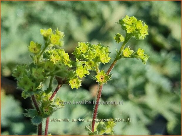 Alchemilla taurica 'Gümüshane' | Vrouwenmantel | Frauenmantel | Lady's Mantle