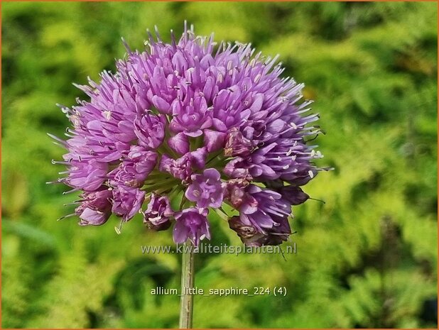 Allium 'Little Sapphire' | Amerikaanse look, Sierui, Look | Nickender Lauch | Lady's Leek