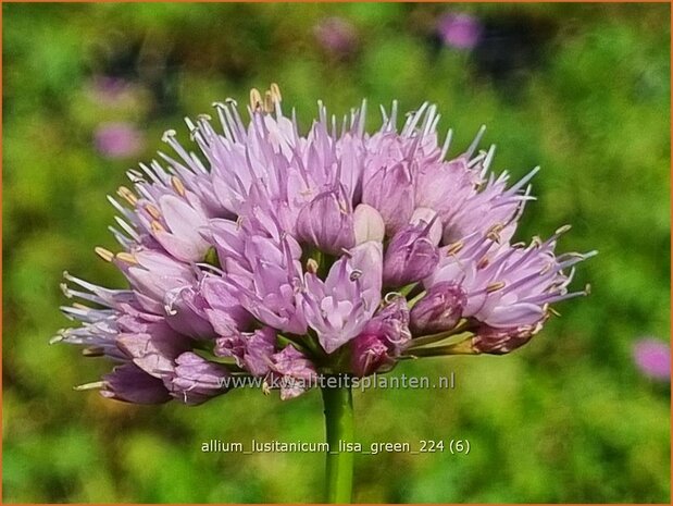 Allium lusitanicum 'Lisa Green' | Sierui, Look | Berg-Lauch | Mountain Garlic