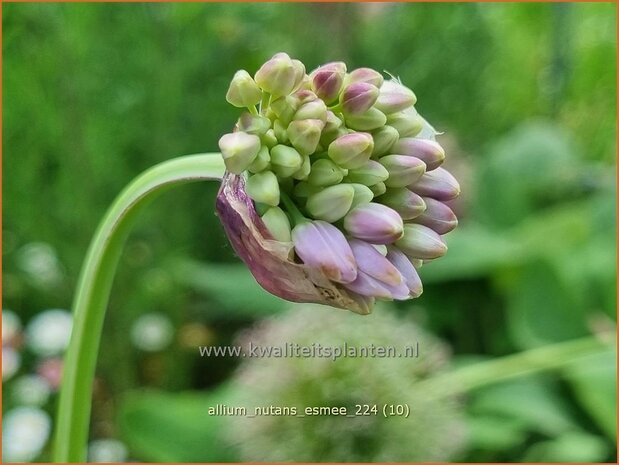 Allium nutans 'Esmee' | Siberisch bieslook, Look | Sibirischer Knoblauch | Siberian Chives