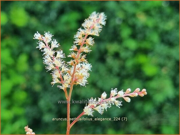 Aruncus aethusifolius 'Elegance' | Kleine geitenbaard, Geitenbaard | Kleiner Geißbart | Dwarf Goat's Beard