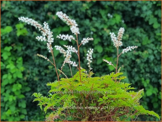 Aruncus aethusifolius 'Elegance' | Kleine geitenbaard, Geitenbaard | Kleiner Geißbart | Dwarf Goat's Beard