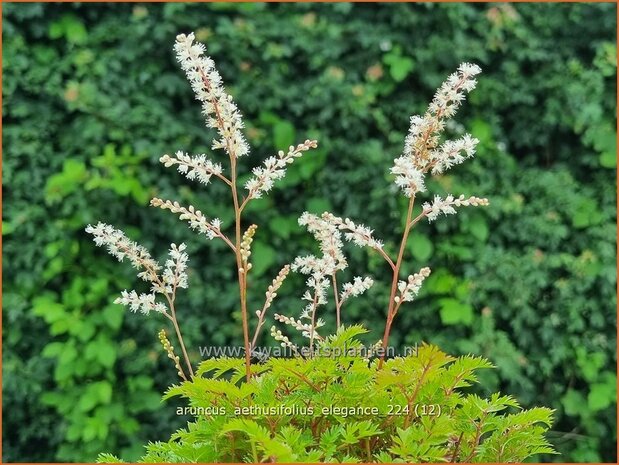 Aruncus aethusifolius 'Elegance' | Kleine geitenbaard, Geitenbaard | Kleiner Geißbart | Dwarf Goat's Beard