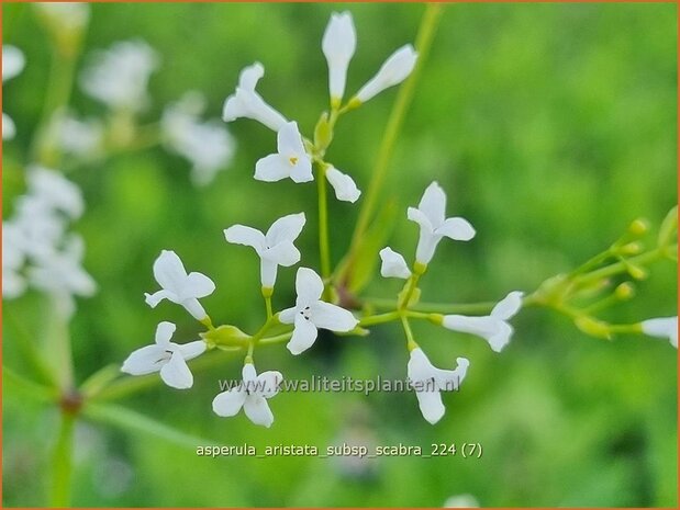 Asperula aristata subsp. scabra | Bedstro | Grannen-Meier | Southern Squinancywort