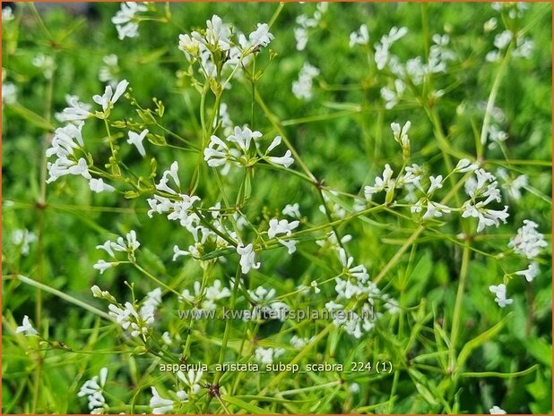 Asperula aristata subsp. scabra | Bedstro | Grannen-Meier | Southern Squinancywort