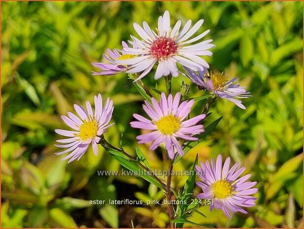 Aster lateriflorus 'Pink Buttons' | Kleinbloemige aster, Aster | Waagerechte Herbst-Aster | Calico Aster