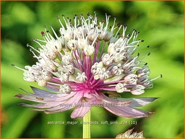 Astrantia major 'Diamonds Soft Pink' | Zeeuws knoopje, Groot sterrenscherm | Große Sterndolde | Greater Ma