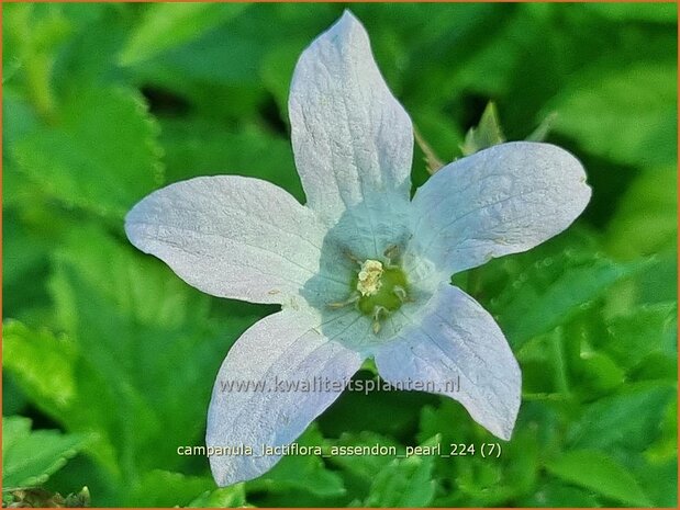 Campanula lactiflora 'Assendon Pearl' | Celtisbladklokje, Klokjesbloem, Klokje | Dolden-Glockenblume | Milky Bell