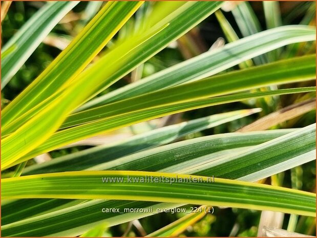 Carex morrowii 'Everglow' | Japanse zegge, Zegge | Japan-Segge | Japanese Sedge