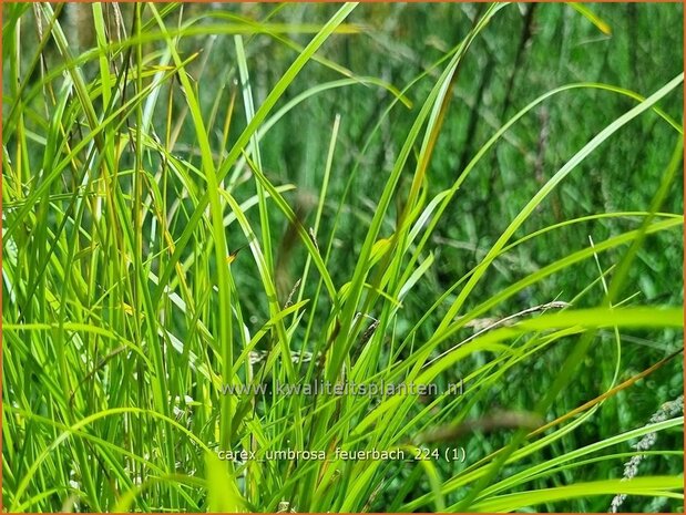 Carex umbrosa 'Feuerbach' | Schaduwzegge, Zegge | Schatten-Segge | Shady Sedge