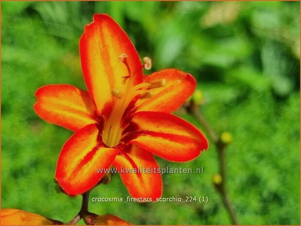 Crocosmia 'Firestars Scorchio' | Montbretia | Montbretie | Montbretia