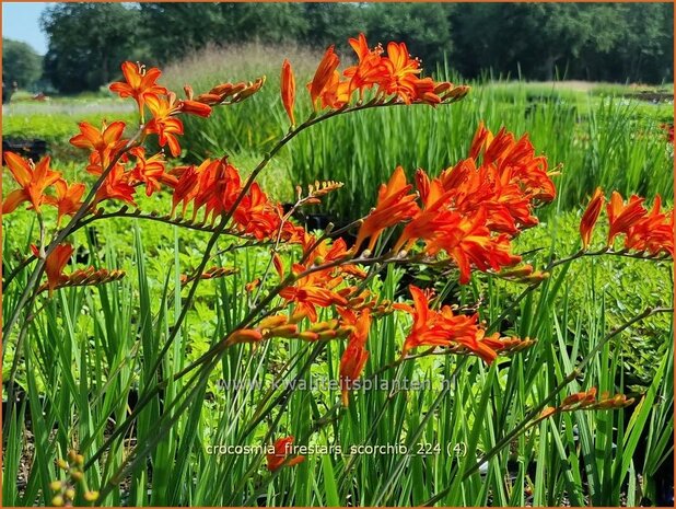 Crocosmia 'Firestars Scorchio' | Montbretia | Montbretie | Montbretia