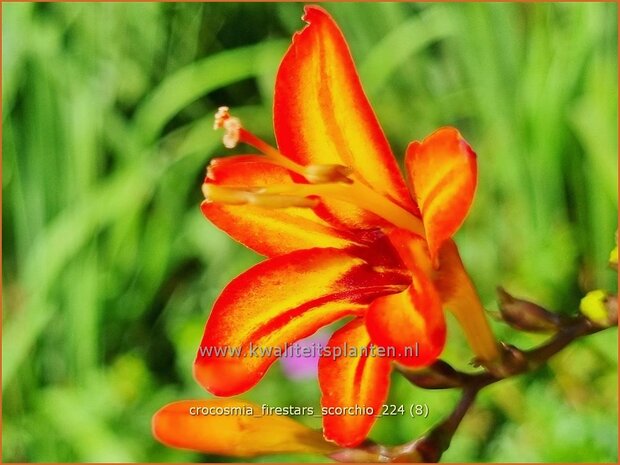 Crocosmia 'Firestars Scorchio' | Montbretia | Montbretie | Montbretia