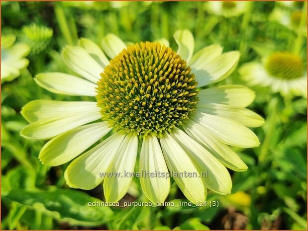 Echinacea purpurea 'Prima Lime' | Rode zonnehoed, Zonnehoed | Roter Sonnenhut | Purple Coneflower