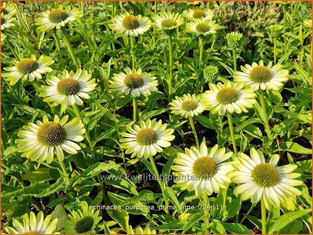 Echinacea purpurea 'Prima Lime' | Rode zonnehoed, Zonnehoed | Roter Sonnenhut | Purple Coneflower