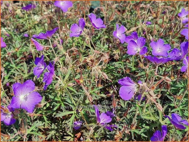 Geranium 'Femme Fatale' | Ooievaarsbek, Tuingeranium, Geranium | Nepal-Storchenschnabel | Cranesbill