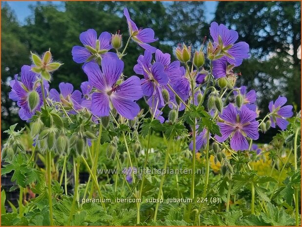 Geranium ibericum subsp. jubatum | Ooievaarsbek, Tuingeranium, Geranium | Kaukasischer Storchenschnabel | Iberian Cranesbill