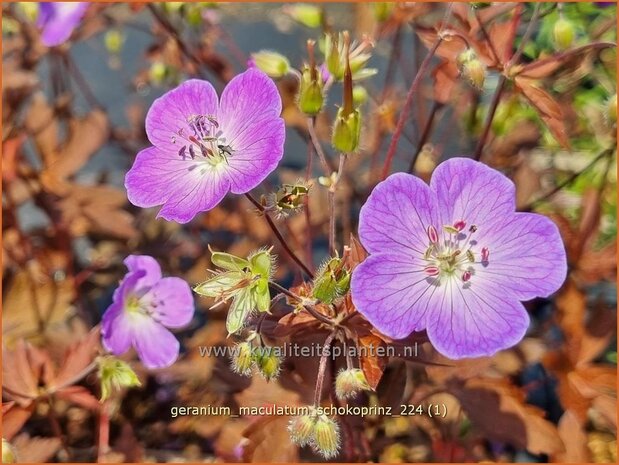 Geranium maculatum 'Schokoprinz' | Gevlekte ooievaarsbek, Ooievaarsbek, Tuingeranium, Geranium | Amerikanischer Storc