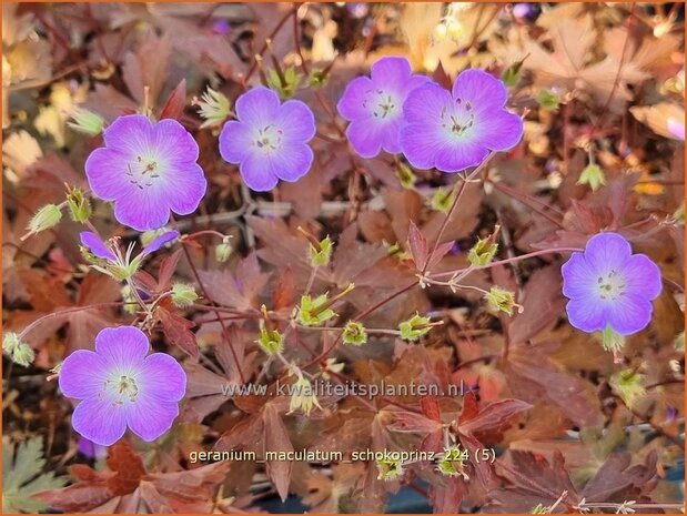 Geranium maculatum 'Schokoprinz' | Gevlekte ooievaarsbek, Ooievaarsbek, Tuingeranium, Geranium | Amerikanischer Storc