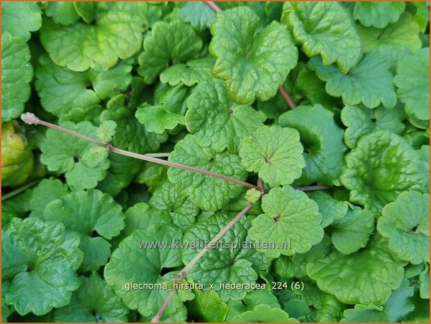 Glechoma hirsuta x hederacea | Hondsdraf, Kruip-door-de-tuin | Gundermann | Creeping Charlie