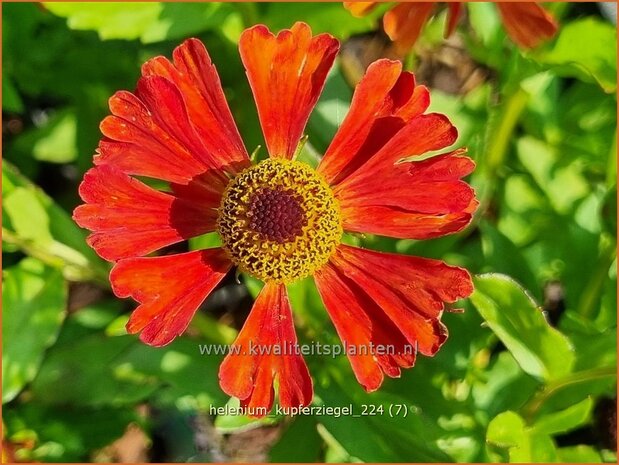 Helenium 'Kupferziegel' | Zonnekruid | Sonnenbraut | Helen's Flower