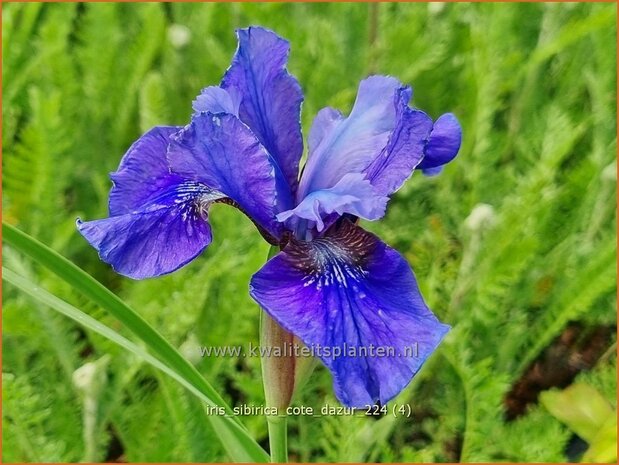 Iris sibirica 'Cote d'Azur' | Siberische lis, Lis, Iris | Sibirische Schwertlilie | Siberian Iris