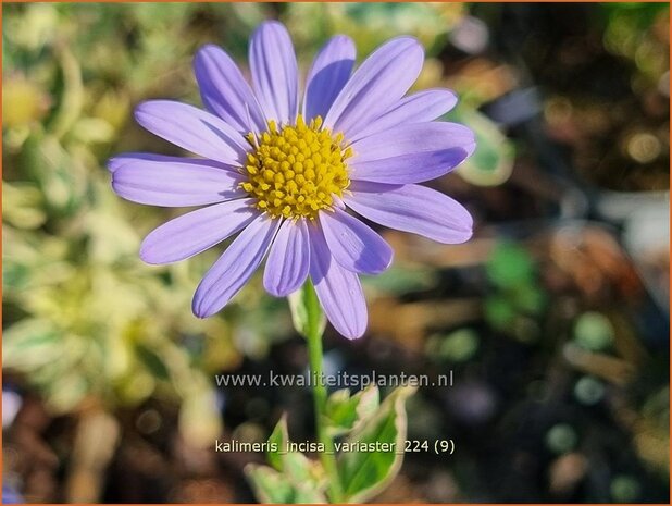 Kalimeris incisa 'Variaster' | Zomeraster | Eingeschnittene Schönaster | Japanese Aster