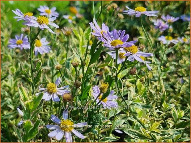 Kalimeris incisa 'Variaster' | Zomeraster | Eingeschnittene Schönaster | Japanese Aster