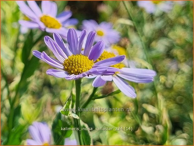 Kalimeris incisa 'Variaster' | Zomeraster | Eingeschnittene Schönaster | Japanese Aster