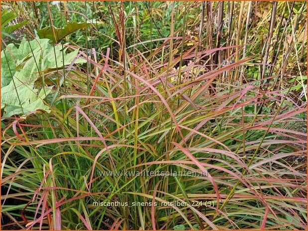 Miscanthus sinensis 'Rotsilber' | Chinees prachtriet, Chinees riet, Japans sierriet, Prachtriet | Chinaschilf | Eulal