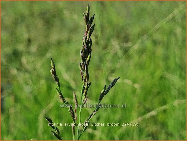 Molinia arundinacea 'Witches Broom' | Pijpenstrootje | Hohes Pfeifengras | Tall Purple Moorgrass