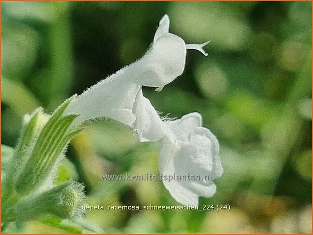 Nepeta racemosa 'Schneeweißchen' | Blauw kattenkruid, Kattenkruid | Traubige Katzenminze | Persian Catmint