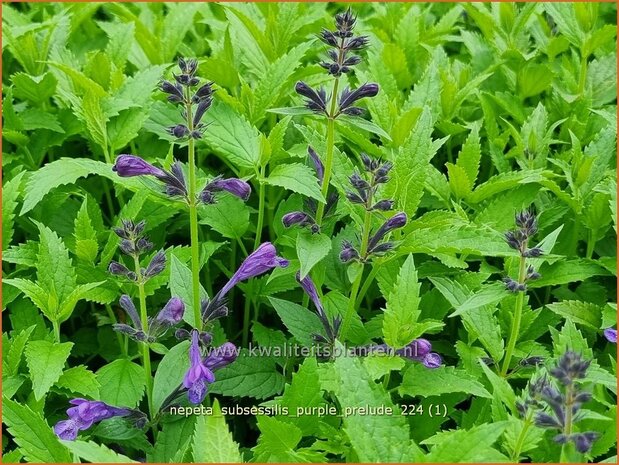 Nepeta subsessilis 'Purple Prelude' | Kattenkruid | Sitzende Katzenminze | Catmint