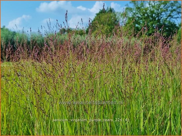 Panicum virgatum 'Purple Tears' | Vingergras, Parelgierst, Gierst | Rutenhirse | Wand Panic Grass